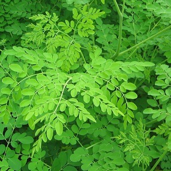 Drumstick Leaves (Murungai Keerai)