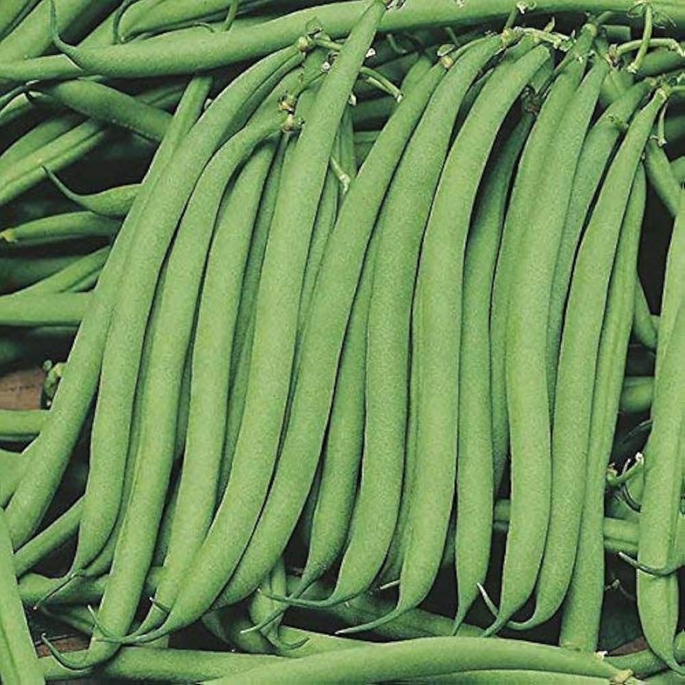 Beans (French)